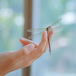 Libelle auf Hand