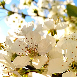 Kirschblüten weiß